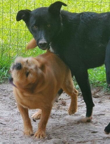 Kodi & Sandy, our fur babies