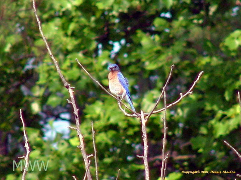 New Public Housing for the Bluebirds